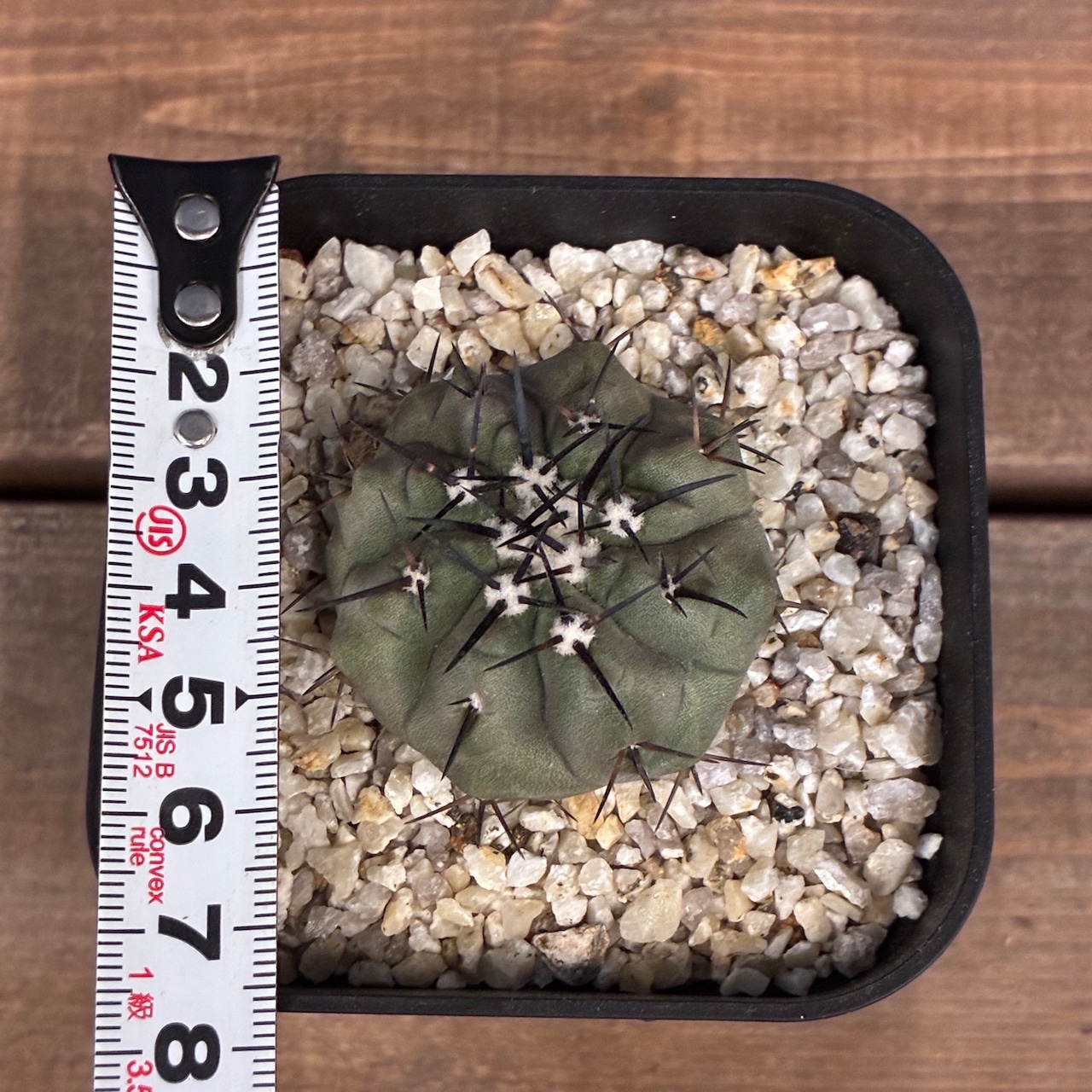 【新着3日限定10%OFF】【Copiapoa】サボテン コピアポア 黒王丸 実生【340】