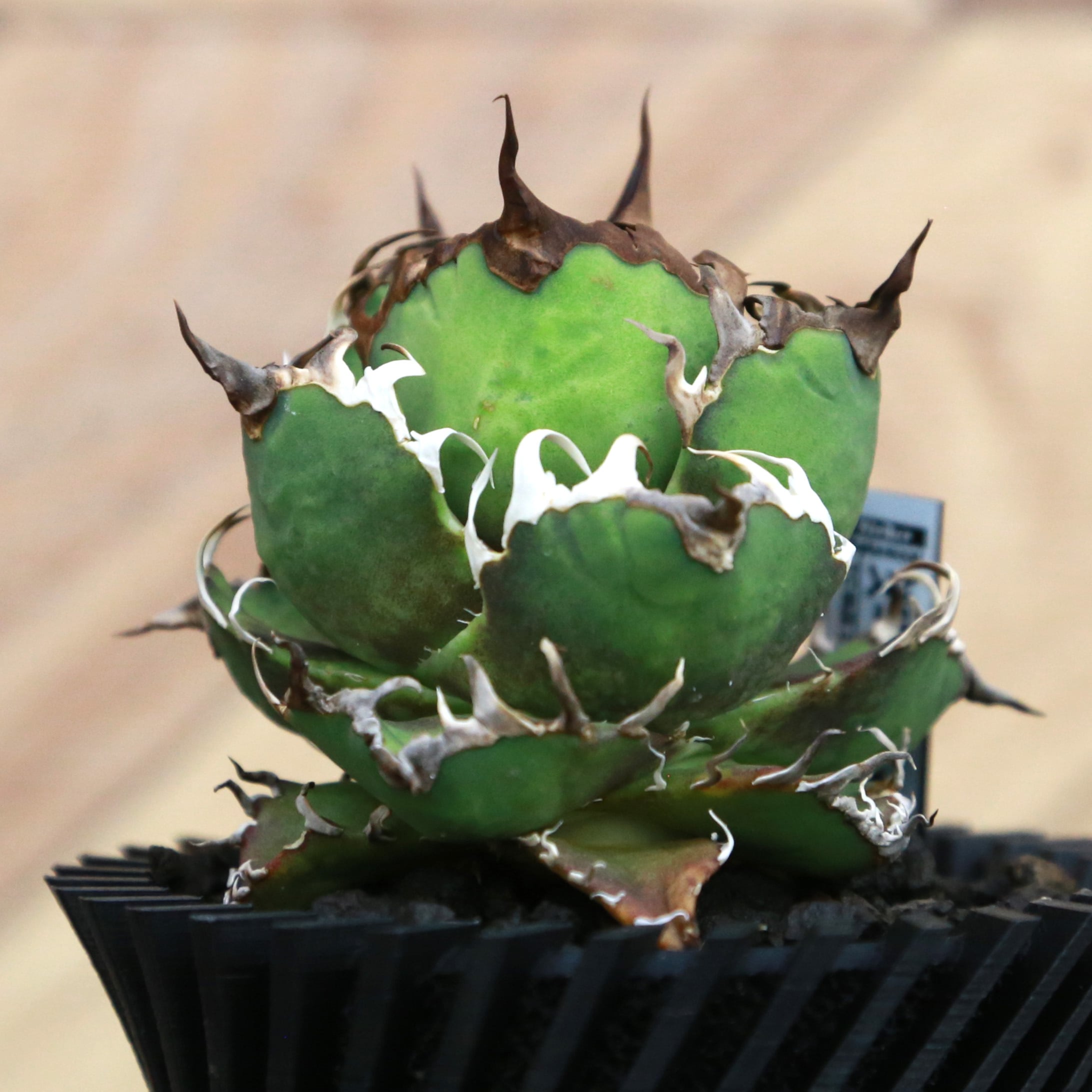 Agave Titanota Super Red Catweezle アガベ チタノタ スーパーレッド
