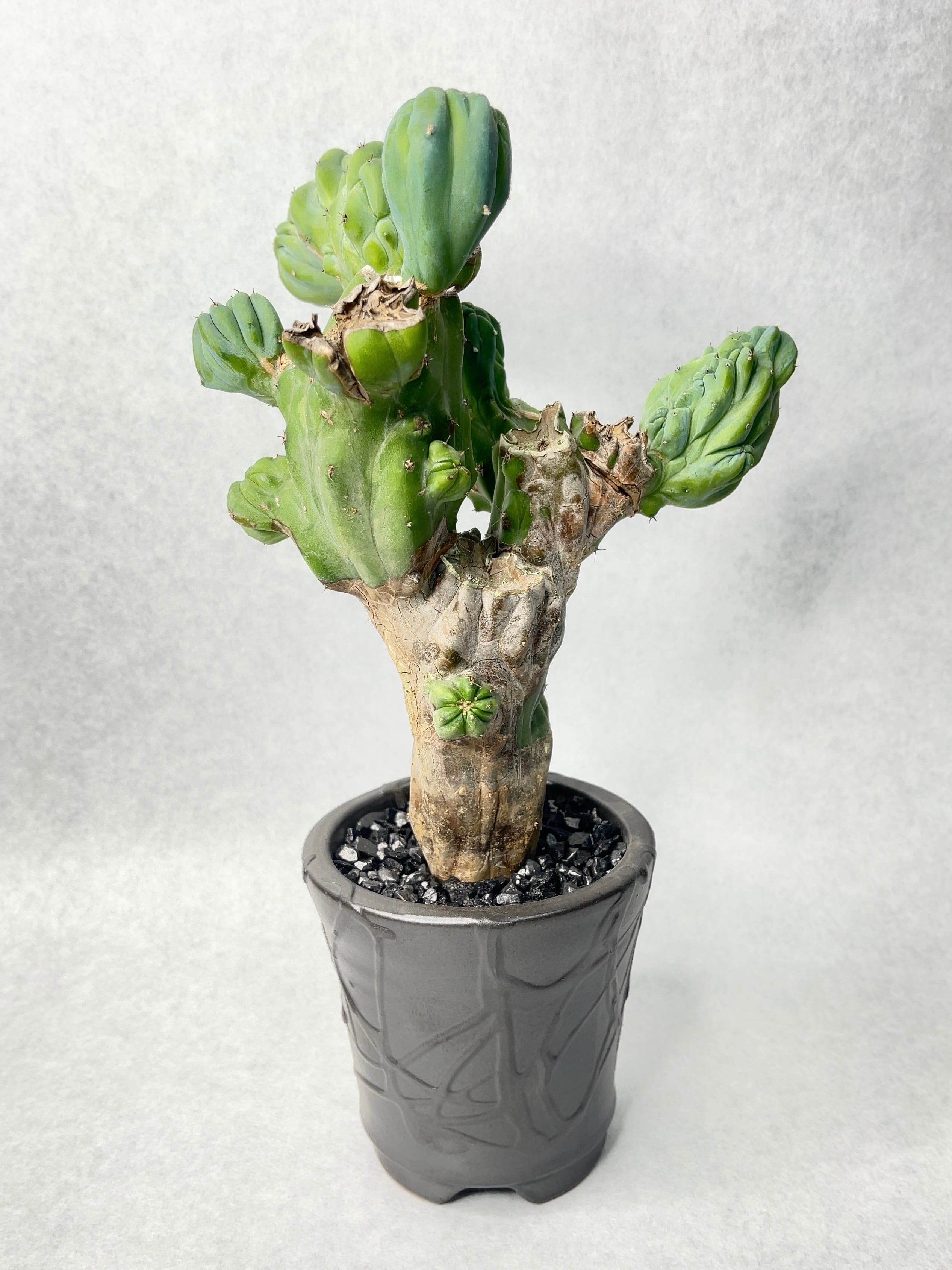 ミルチロカクタス・竜神木綴化 | trigger