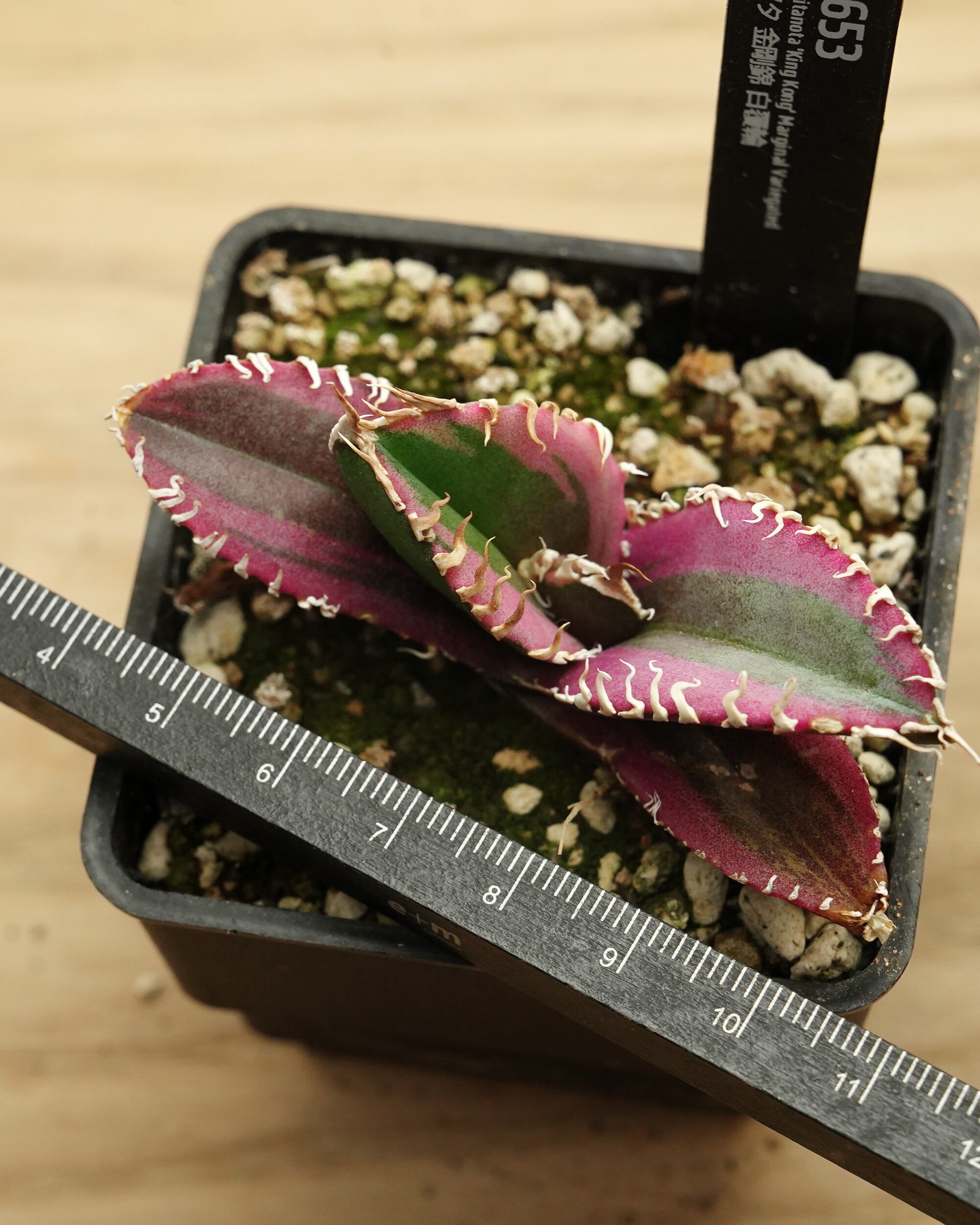 鉢植え チタノタ 金剛錦 白覆輪 Agave titanota 'King Kong' Marginal