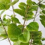スモークツリー 150㎝［人工観葉植物・フェイクグリーンT］