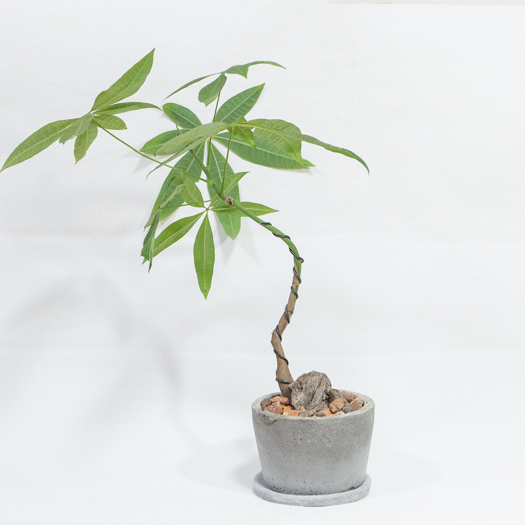 ≪ 観葉植物 ≫室内管理もオッケーなパキラの鉢植え｜シンプルでお部屋を選ばない手作りモルタル鉢