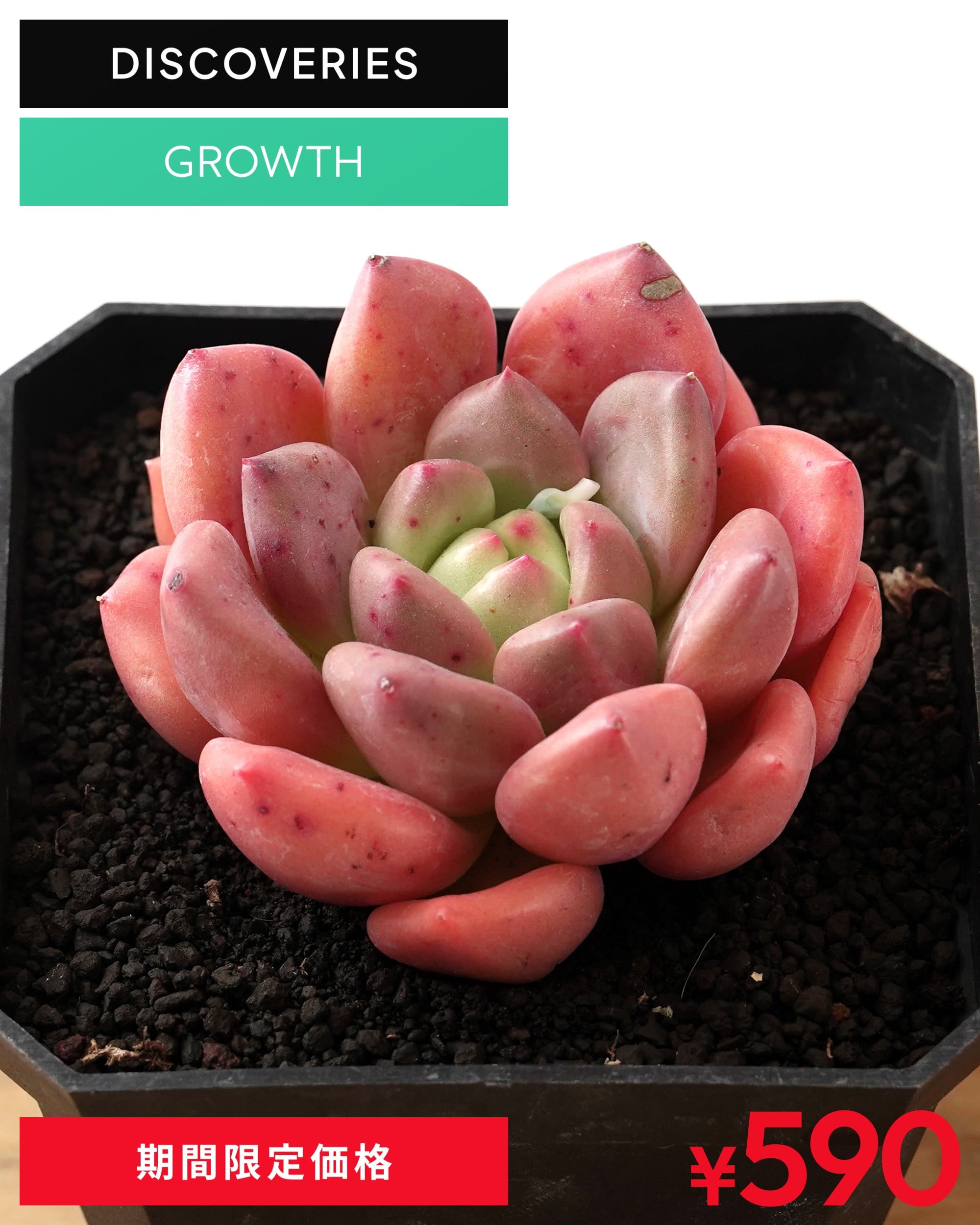 PREMIUM】 抜き苗 ベリー 超群生 Echeveria 'Berry' | PUKUBOOK SUCCULENTS