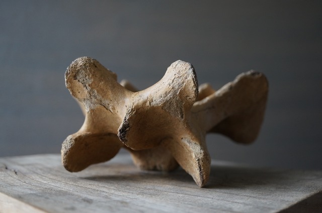 黒龍江省産古代大型哺乳類脊椎骨  Vertebra 2393