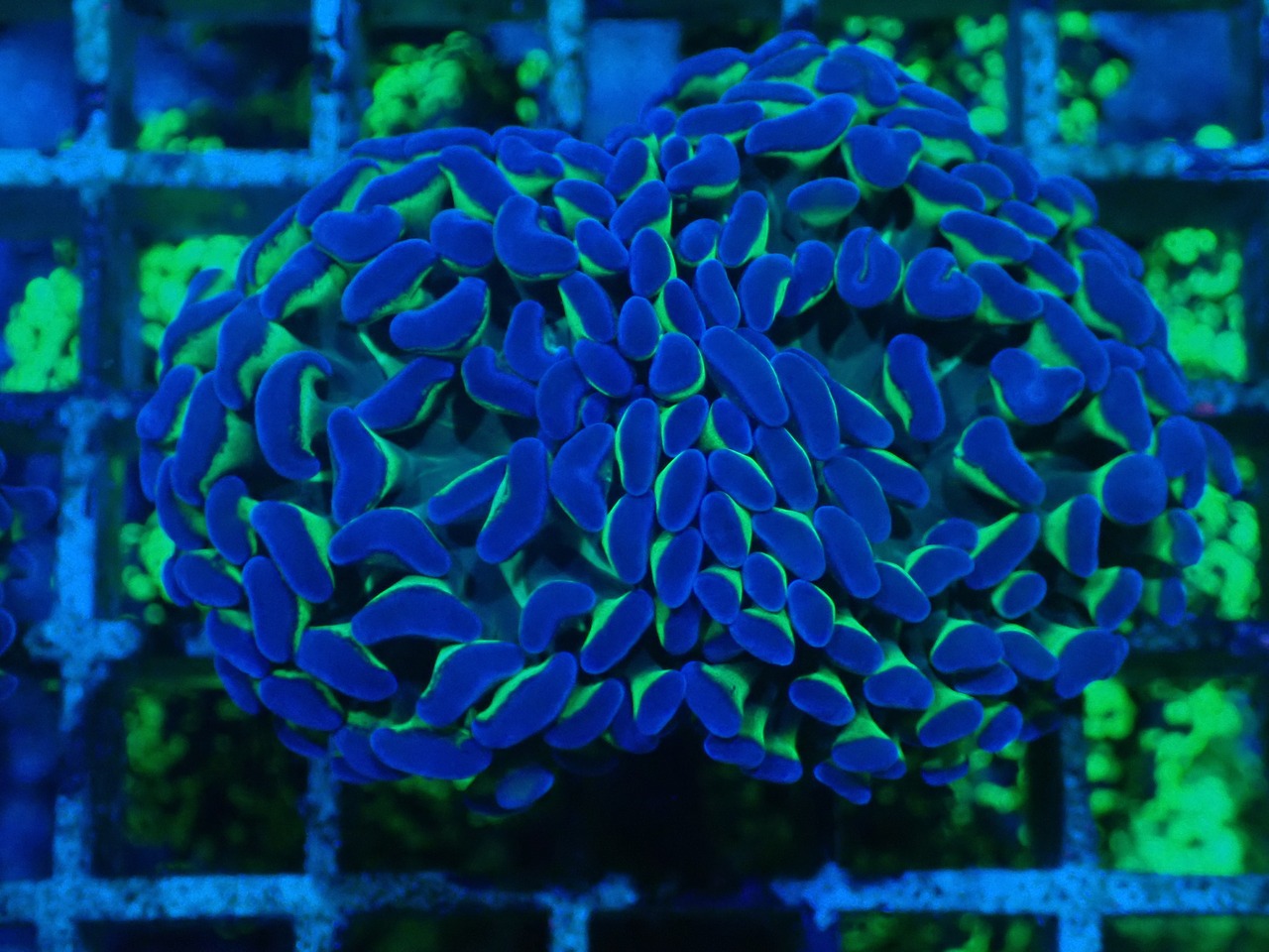 ParaAncora Green Reverse 5