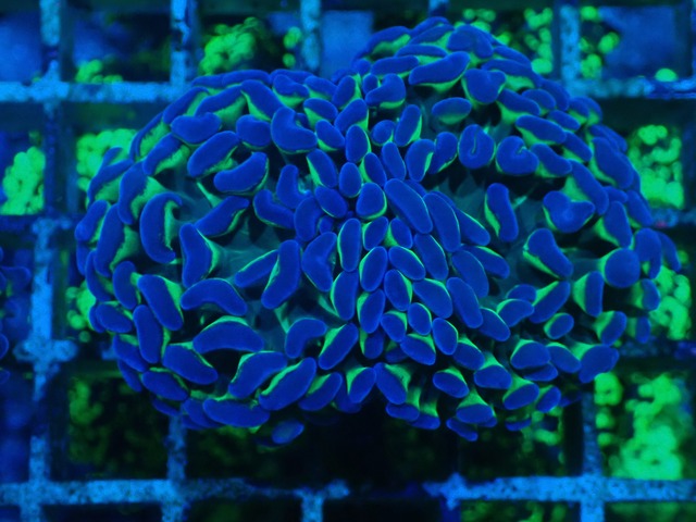 ParaAncora Green Reverse 5