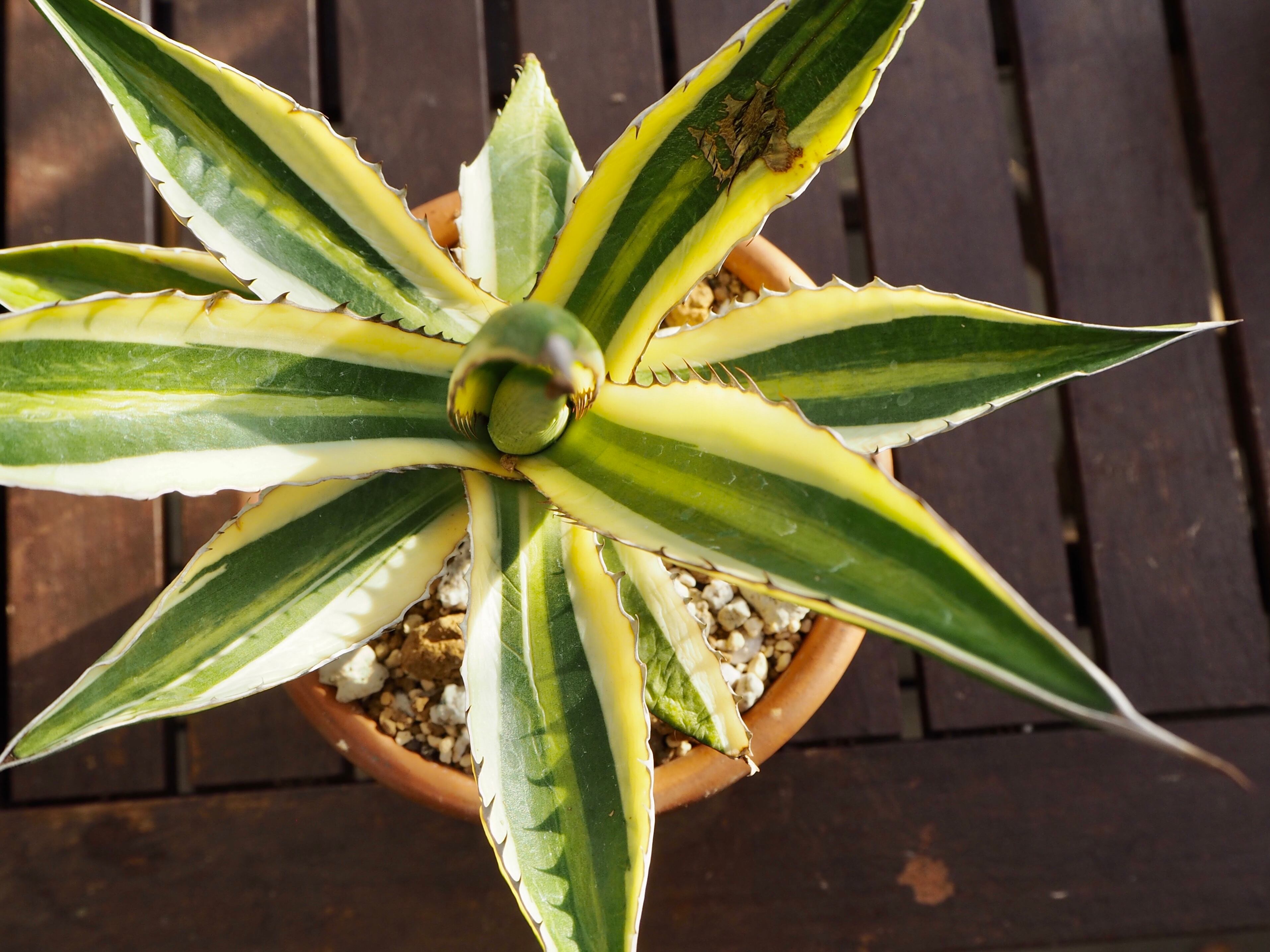 アガベ・五色万代 | 多肉植物デイジーアンドビー