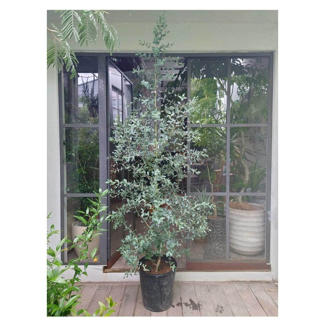 Eucalyptus gunnii