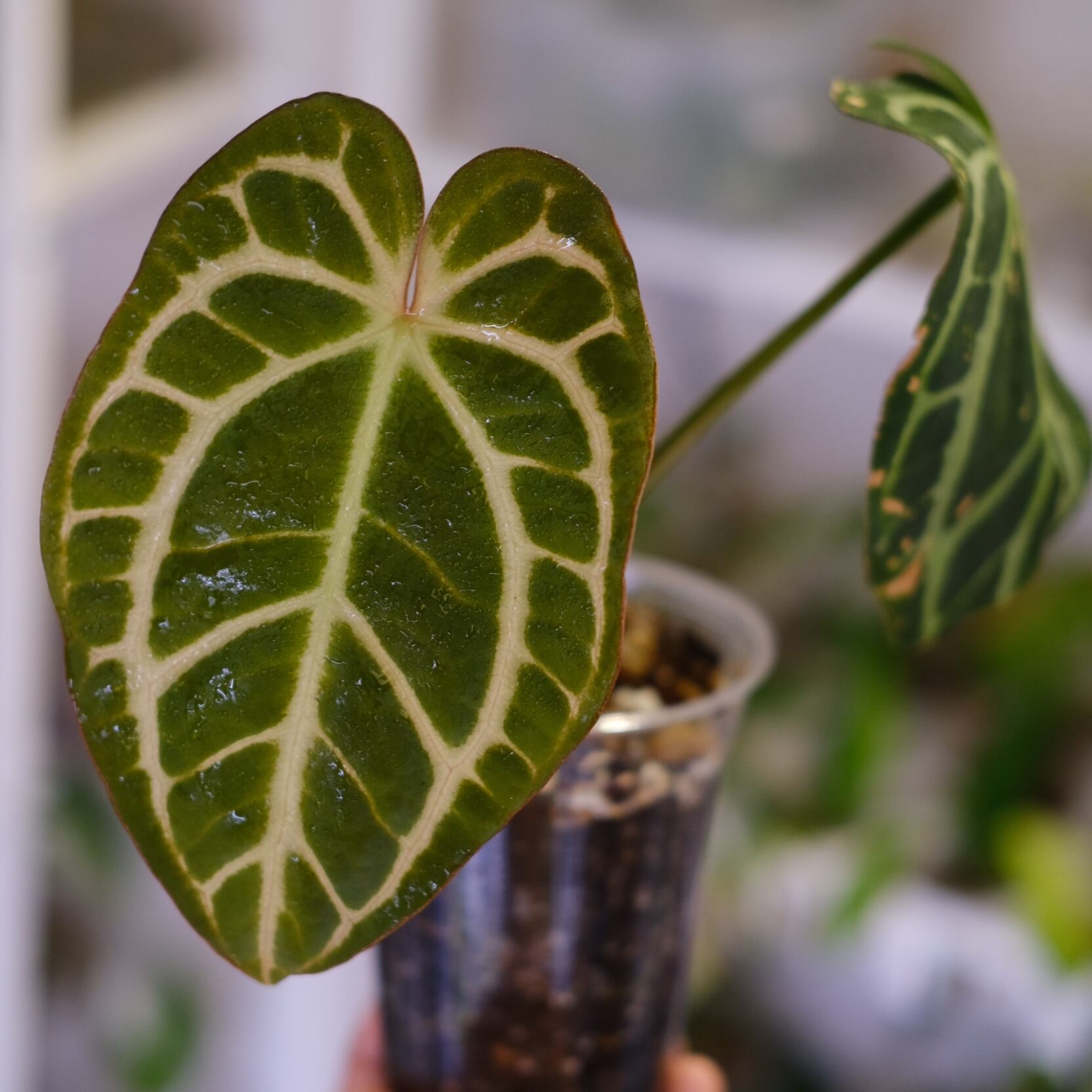 Alocasia cuprea varigated /アロカシア クプレア 斑入り②