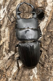 【WD】《パラワンパリーオオクワ 60mmUP ペア》