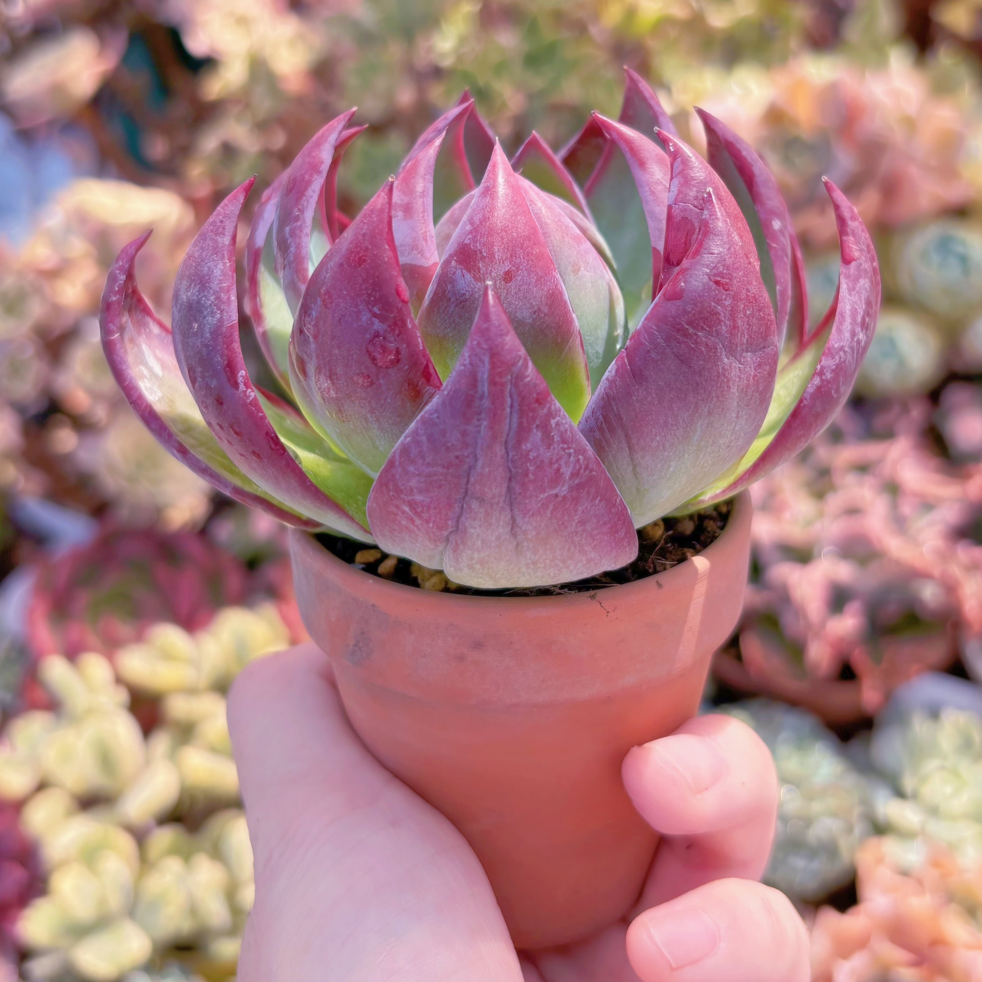 Top【選抜株】多肉植物　360045カシオ　12個　鉢無し/脱土 多肉植物 カシオ(大) 新入荷 るる農園 | るる農園~多肉植物専門