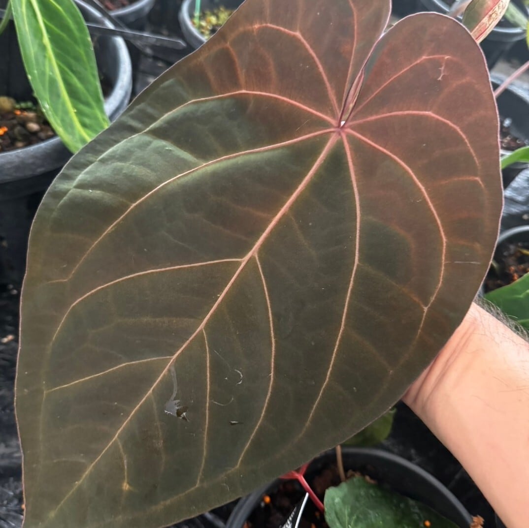 Anthurium