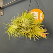 チランジア ハムエムラ ハンギング【355】