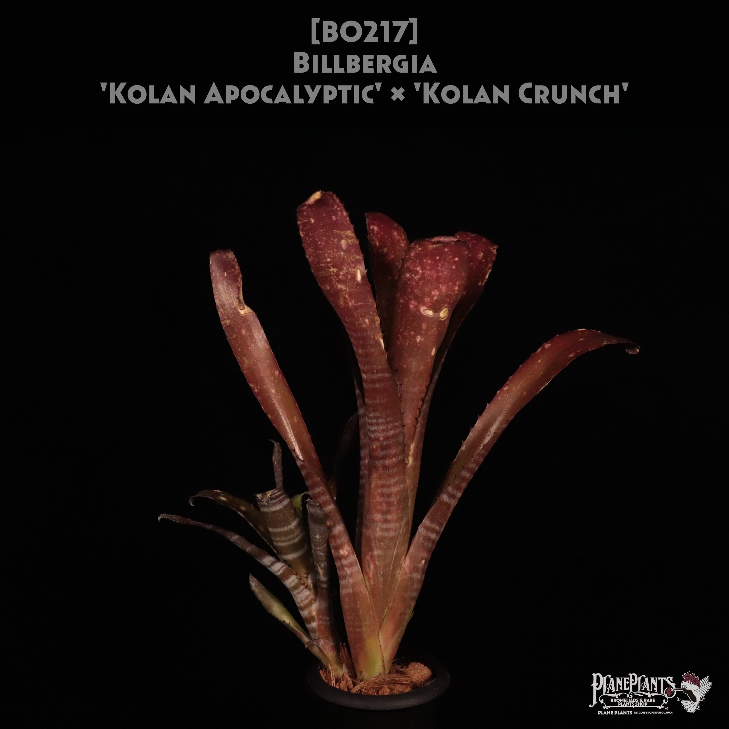 【送料無料】Billbergia 'Kolan Apocalyptic' x 'Kolan Crunch'〔ビルベルギア〕現品発送B0217