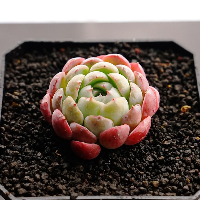 カット苗 ミッシングスノー Echeveria 'Missing Snow'