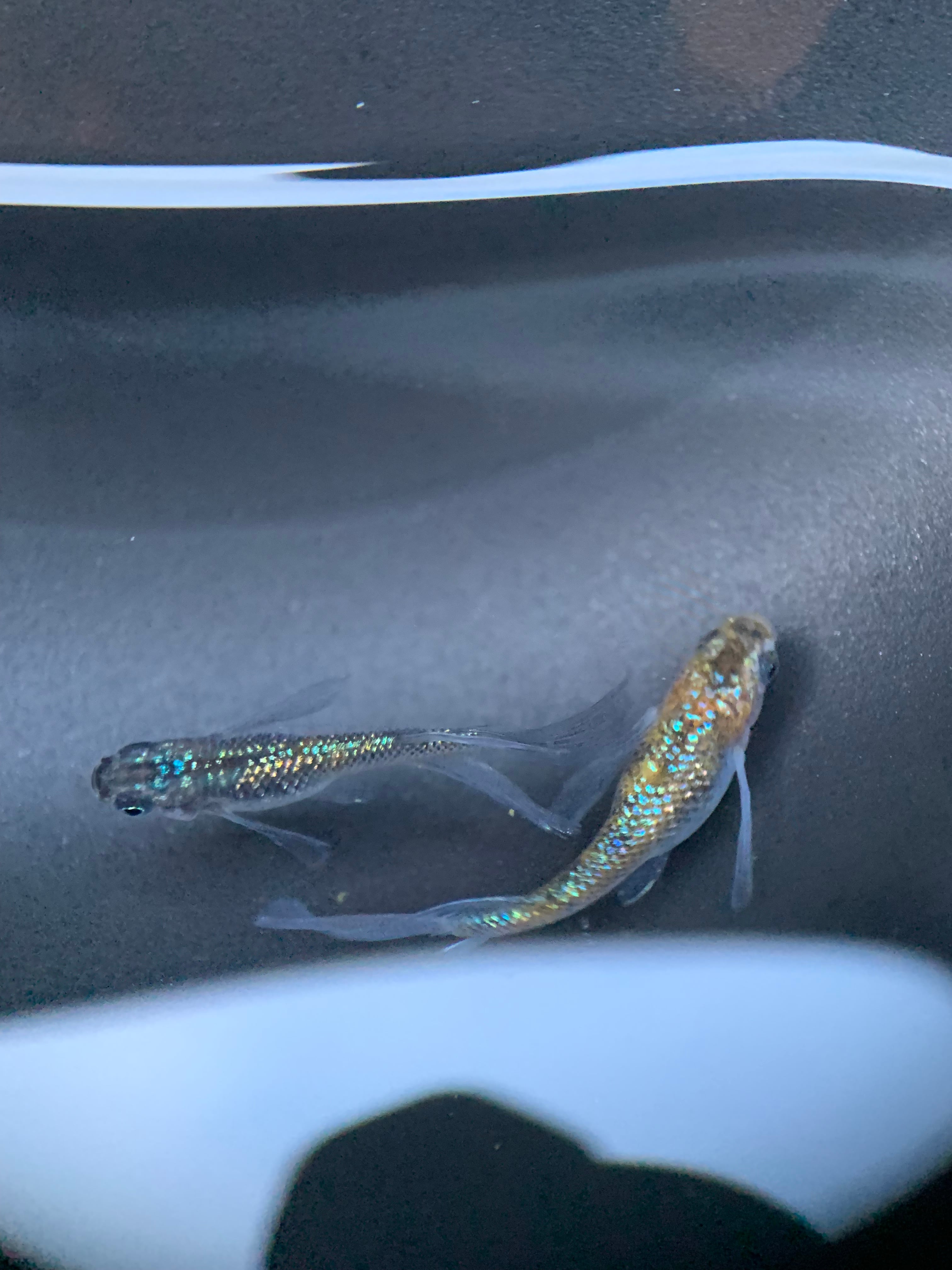 めだか（ラメ王Sサイズ）1ペア＋1匹…メダカ