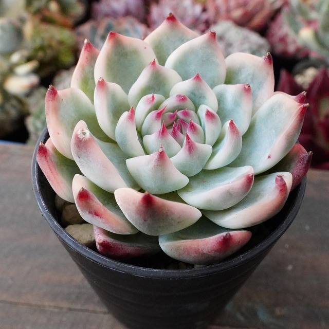 ※極美※【チワワエンシス錦 4】覆輪斑　韓国多肉　斑入り　大人気