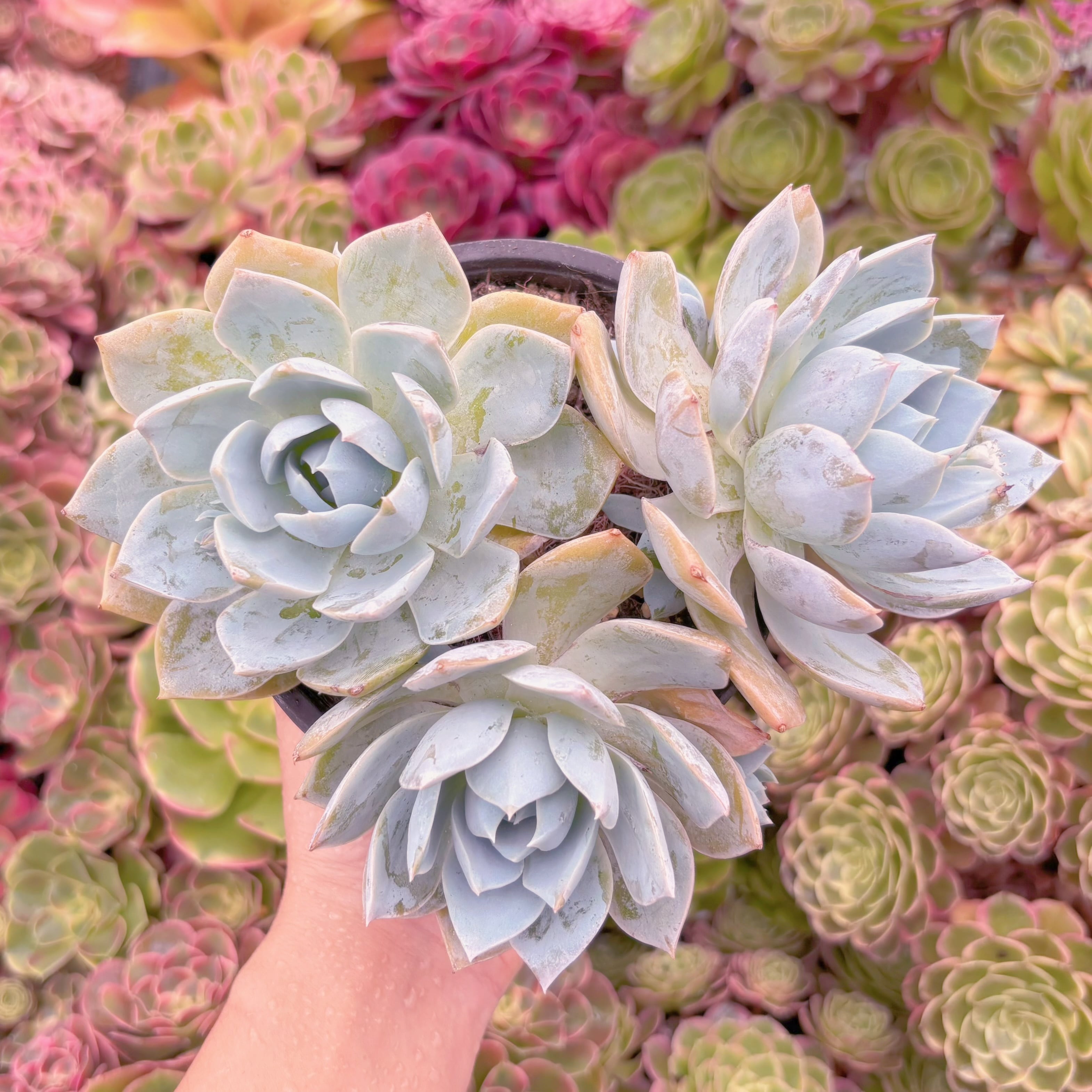 現品　Sedum suaveolens#888   大群生　るる農園