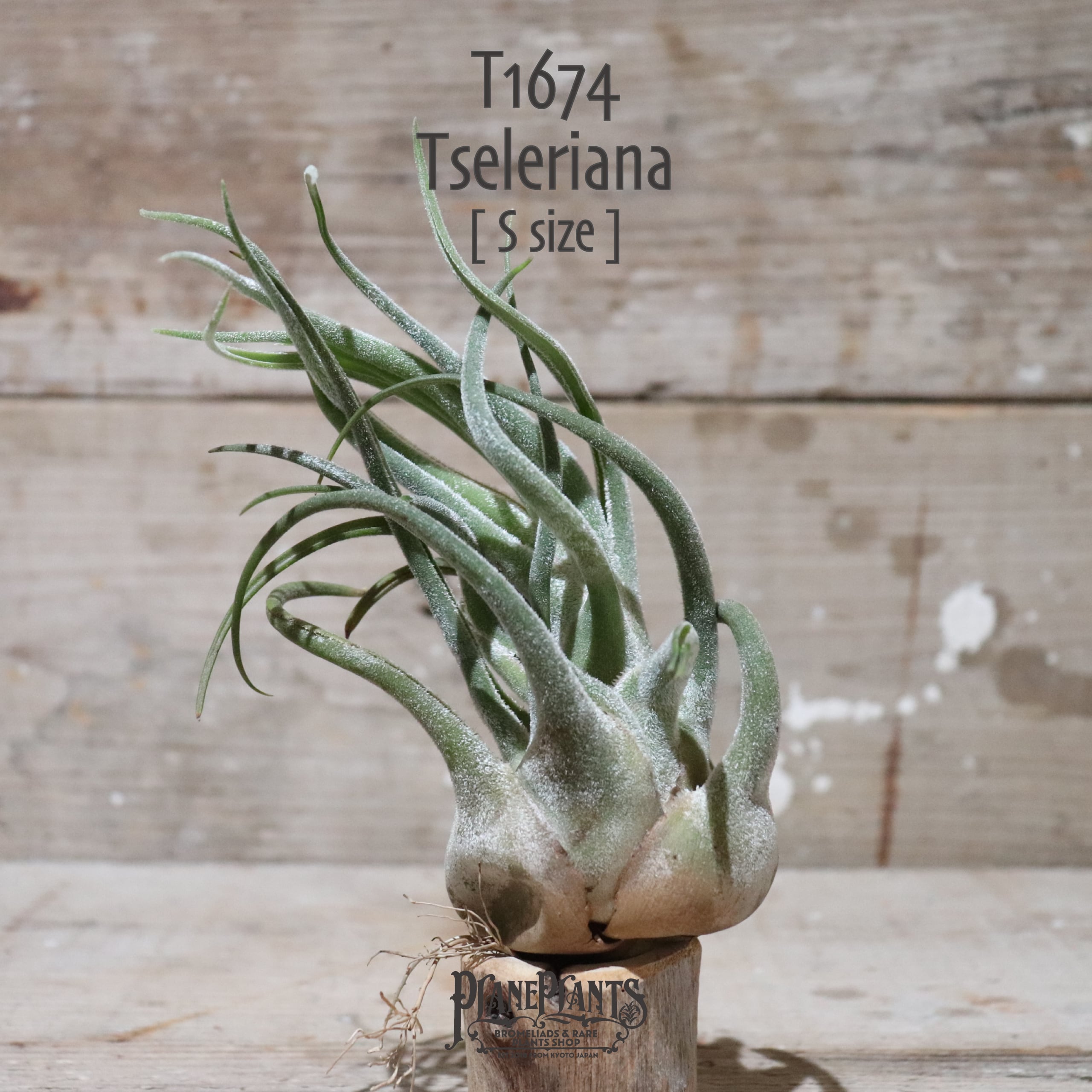 送料無料】セレリアナ M〔エアプランツ〕現品発送T1674 | plane plants