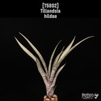 Tillandsia hildae〔ティランジア〕T5802