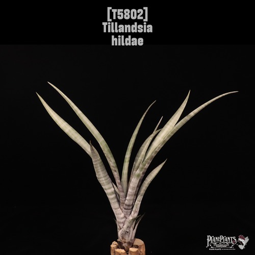 Tillandsia hildae〔ティランジア〕T5802