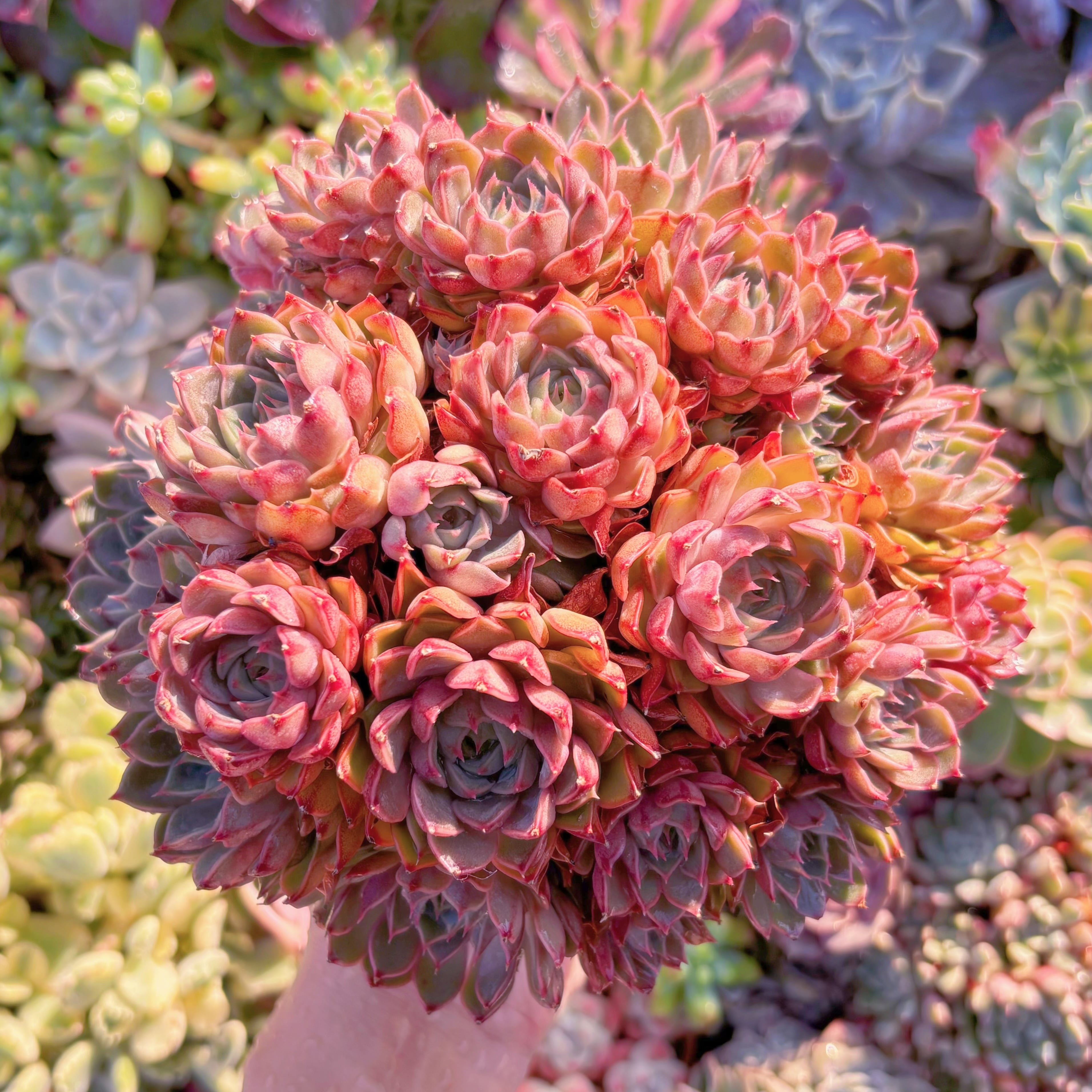 現品　シャルルローズ#M258　特大群生　るる農園