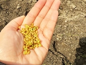 きぬむすめ 10kg《一部送料無料》