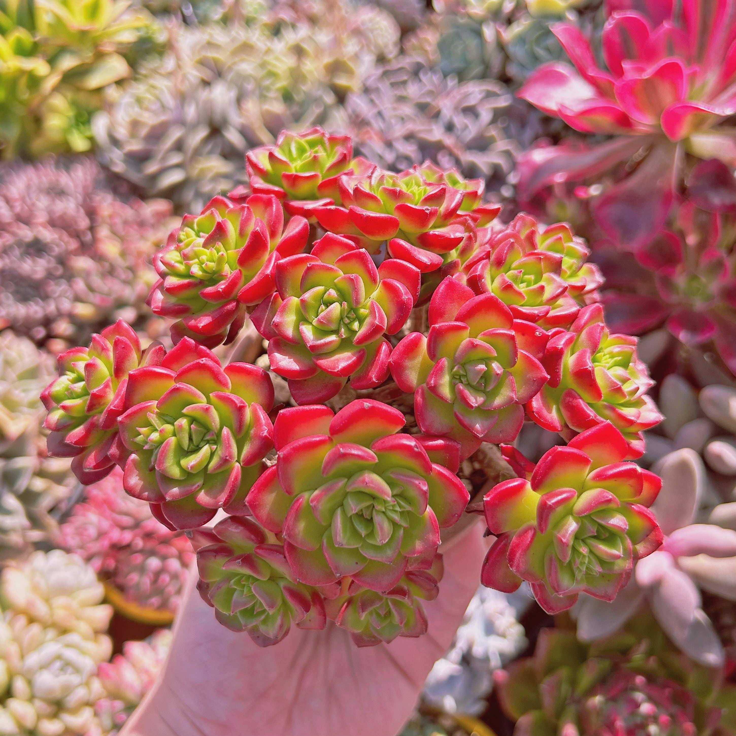 ペルシア多肉植物