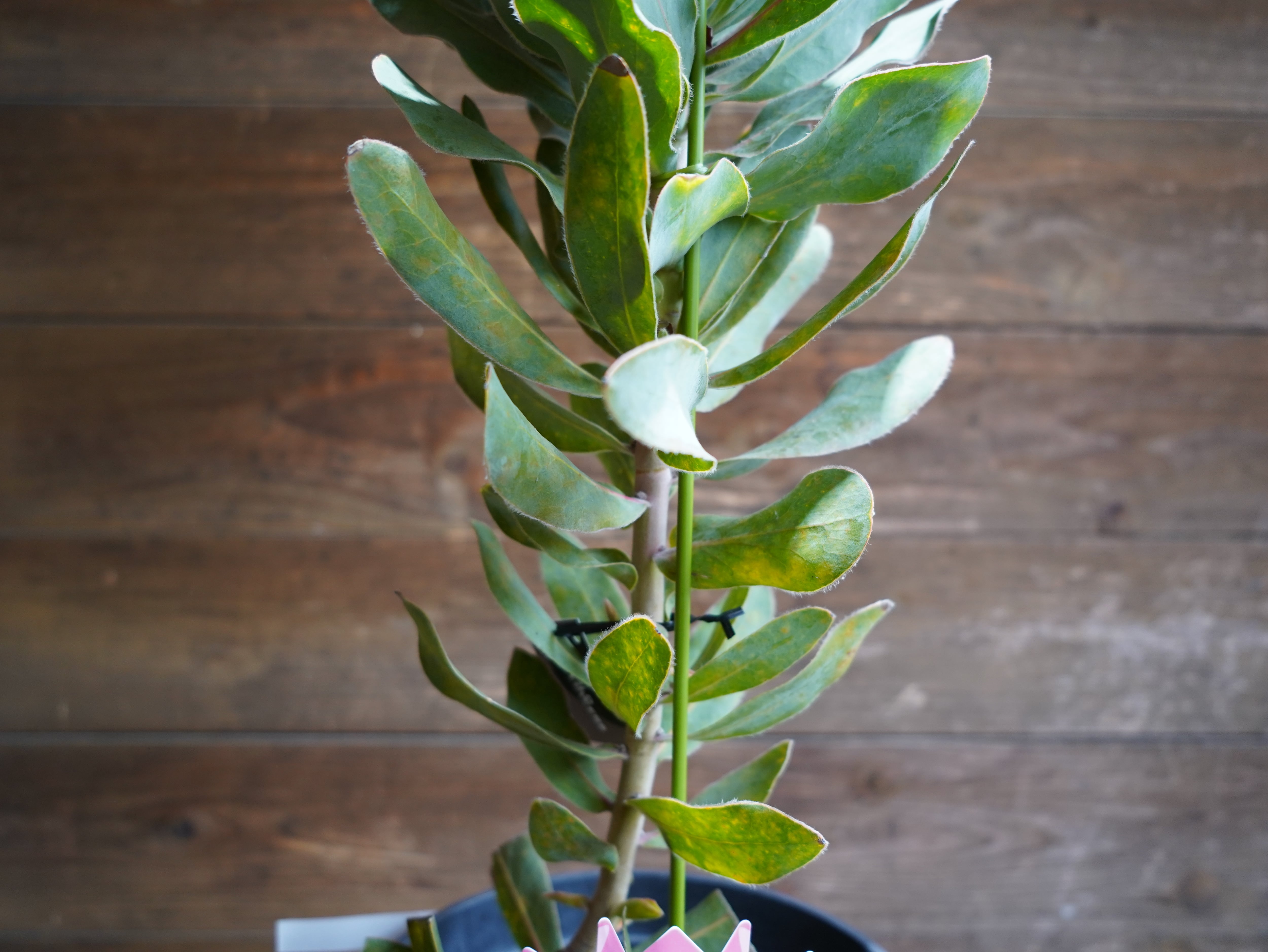 【現物】プロテア ”シルビア”　B