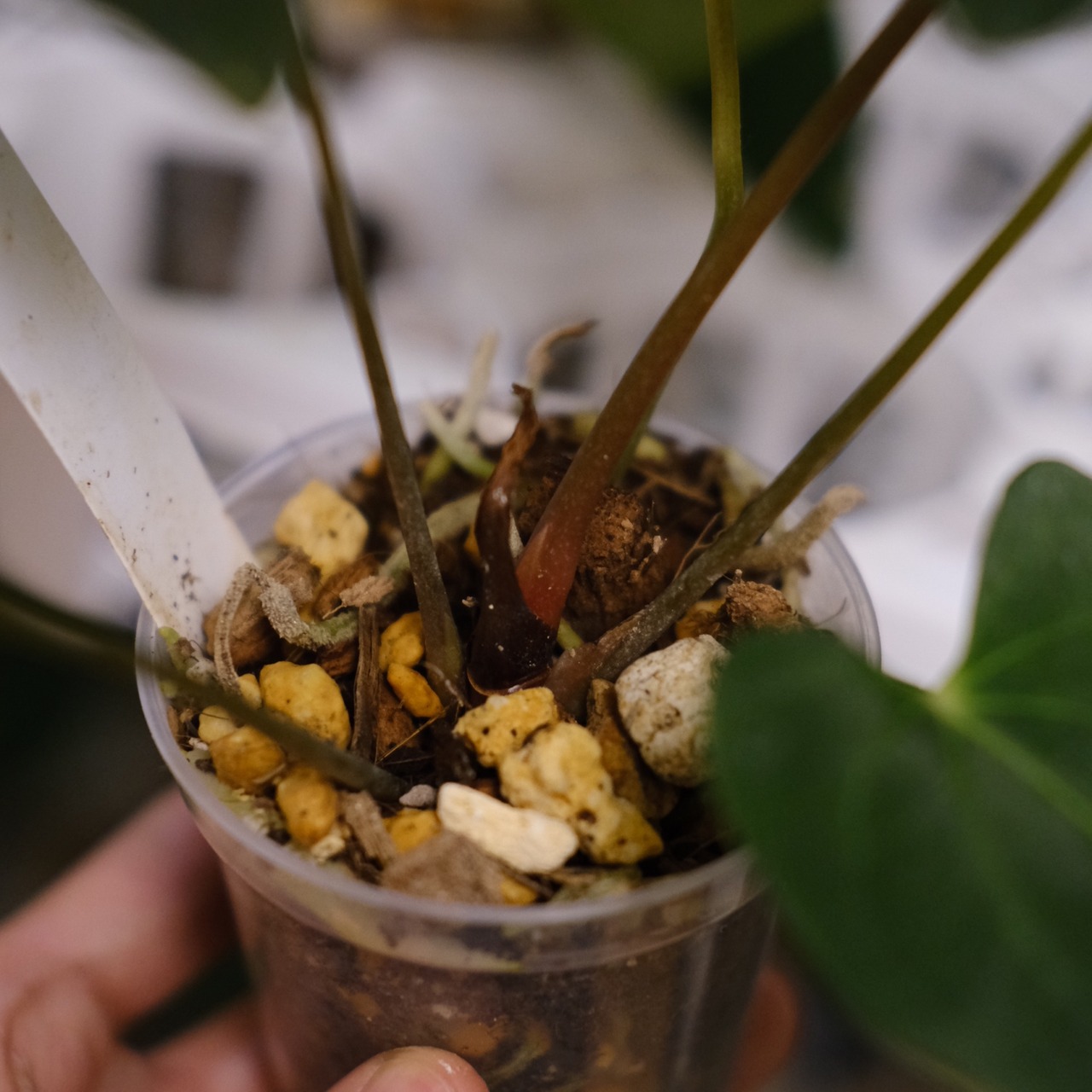 アンスリウム エース オブ スペード(AOS) × パピリラミナム(FS)④/ Anthurium Ace of spades × Papillilaminum / 観葉植物