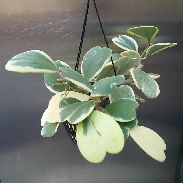 ハート葉のホヤ カーリー5号鉢 Mihostyle