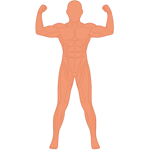 人体筋肉図前面