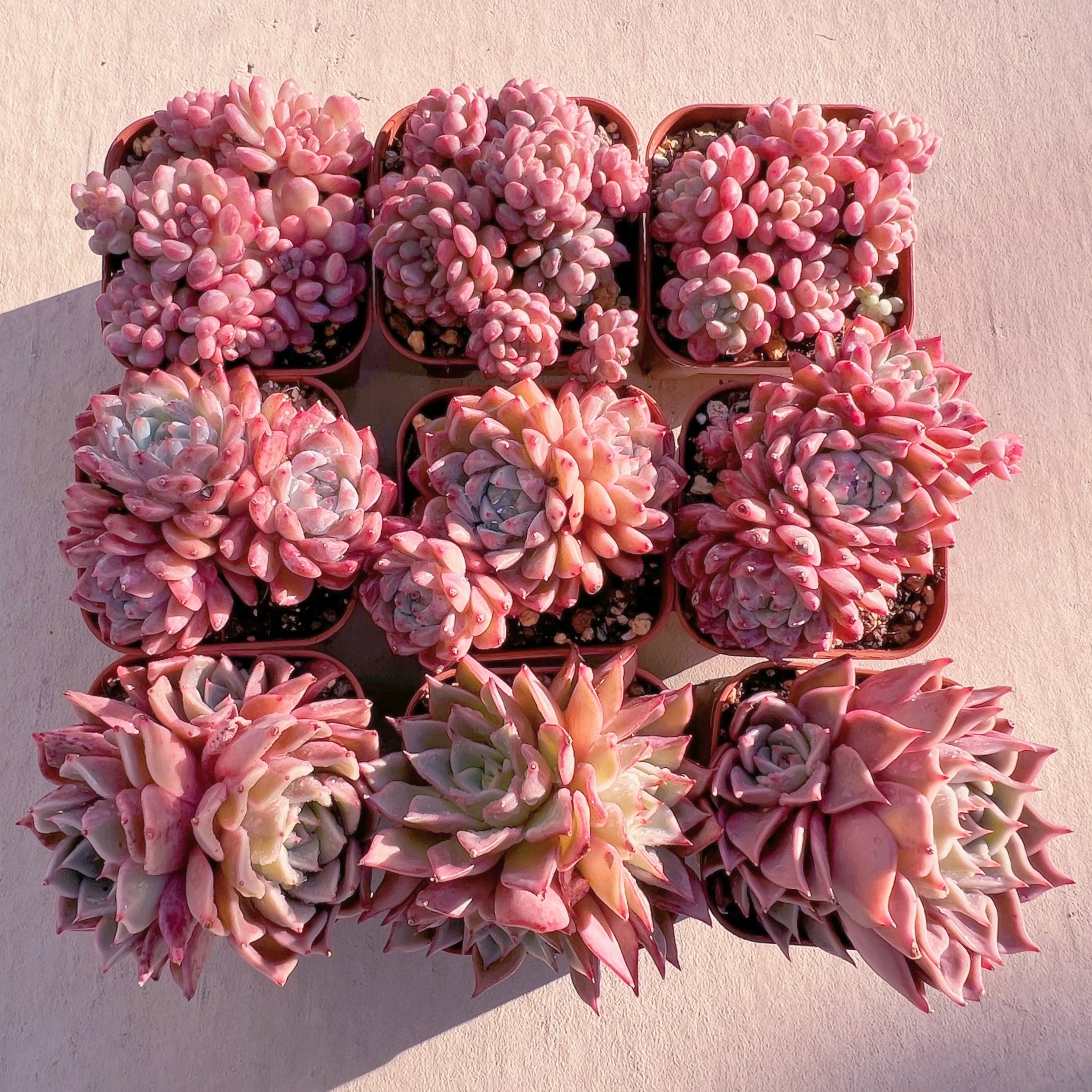 BASE販売会セット010