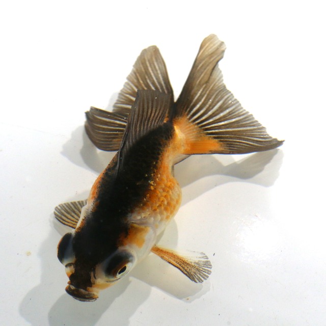 金魚 生体 ちょうび チョウビ 特選個体 蝶尾 ちょうび 1尾 全長約7 8ｃｍ チョウビ ちょうび １点もの 写真個体お届け 国産 金魚 アクアトレンディ