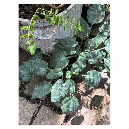Hosta × tardiana 'Halcyon'
