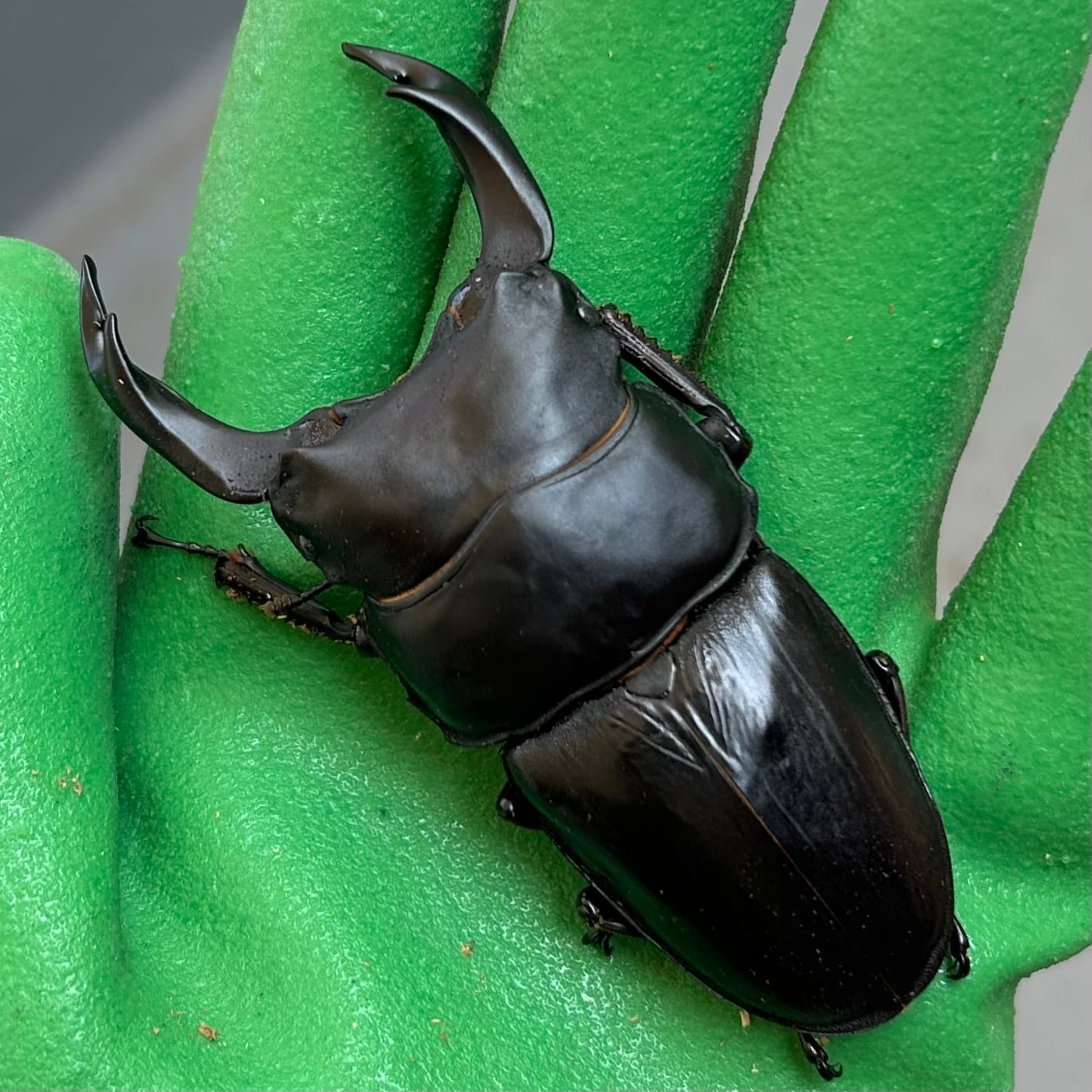 DH ヘラクレス オオカブト 成虫 ♂♀ ペア ♂152mm ♀フリーサイズ