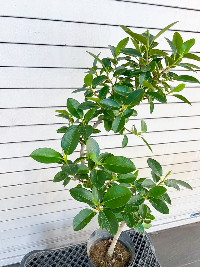 フランスゴムの木 数ある螺旋曲げの中でもかなりの上等品です。高さ80cm