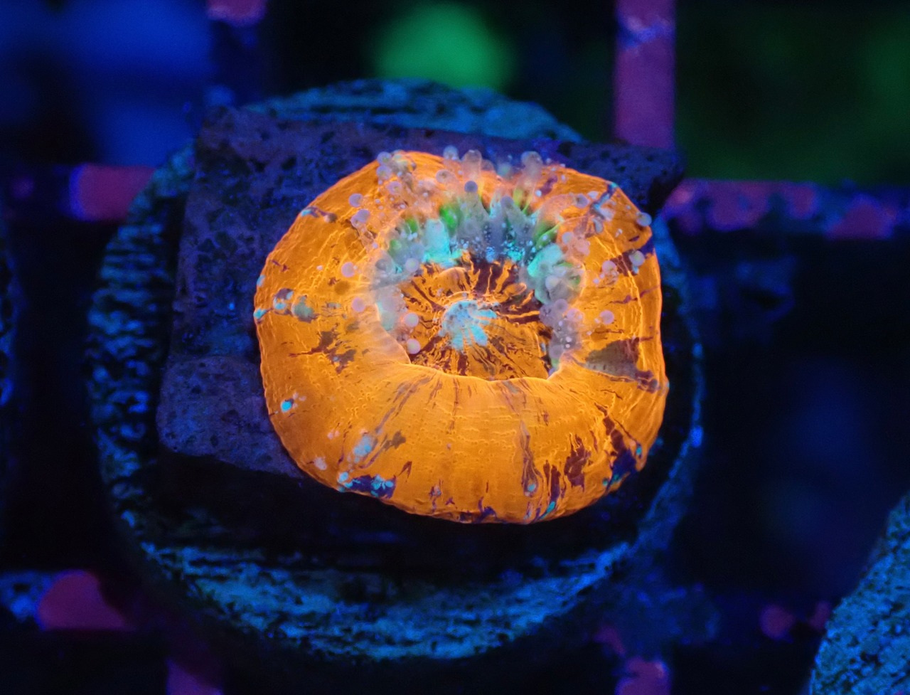 Scolymia Baby "WarPaint" 4