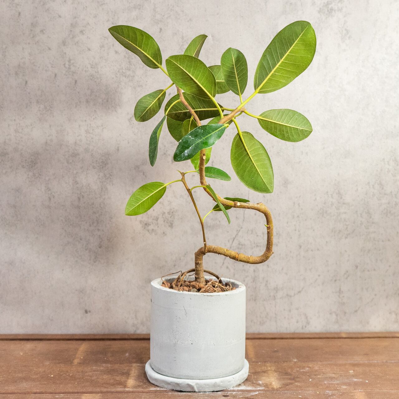 渇きが良くて虫発生も抑える用土を使用。小ぶりな葉が可愛い、美しい曲がりのフランスゴムの木【手作りモルタル鉢】