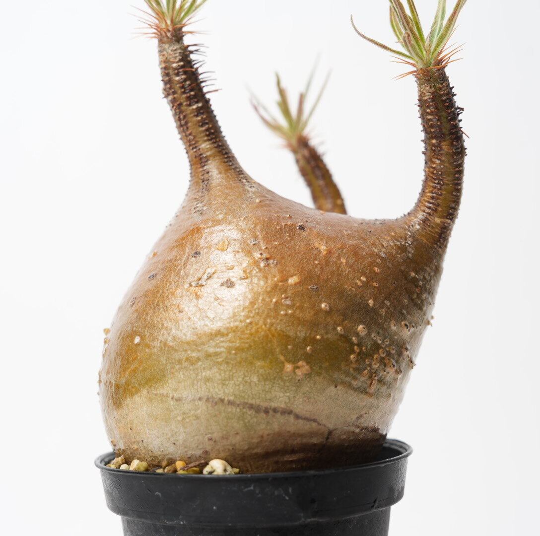 パキポディウム グラキリス 細葉個体 レア】パキポディウム グラキリス ＊細葉 実生7年＊ / 塊根植物