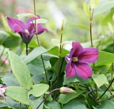 クレマチス ジョゼフィーヌ 早咲き大輪系 | mateflowergarden
