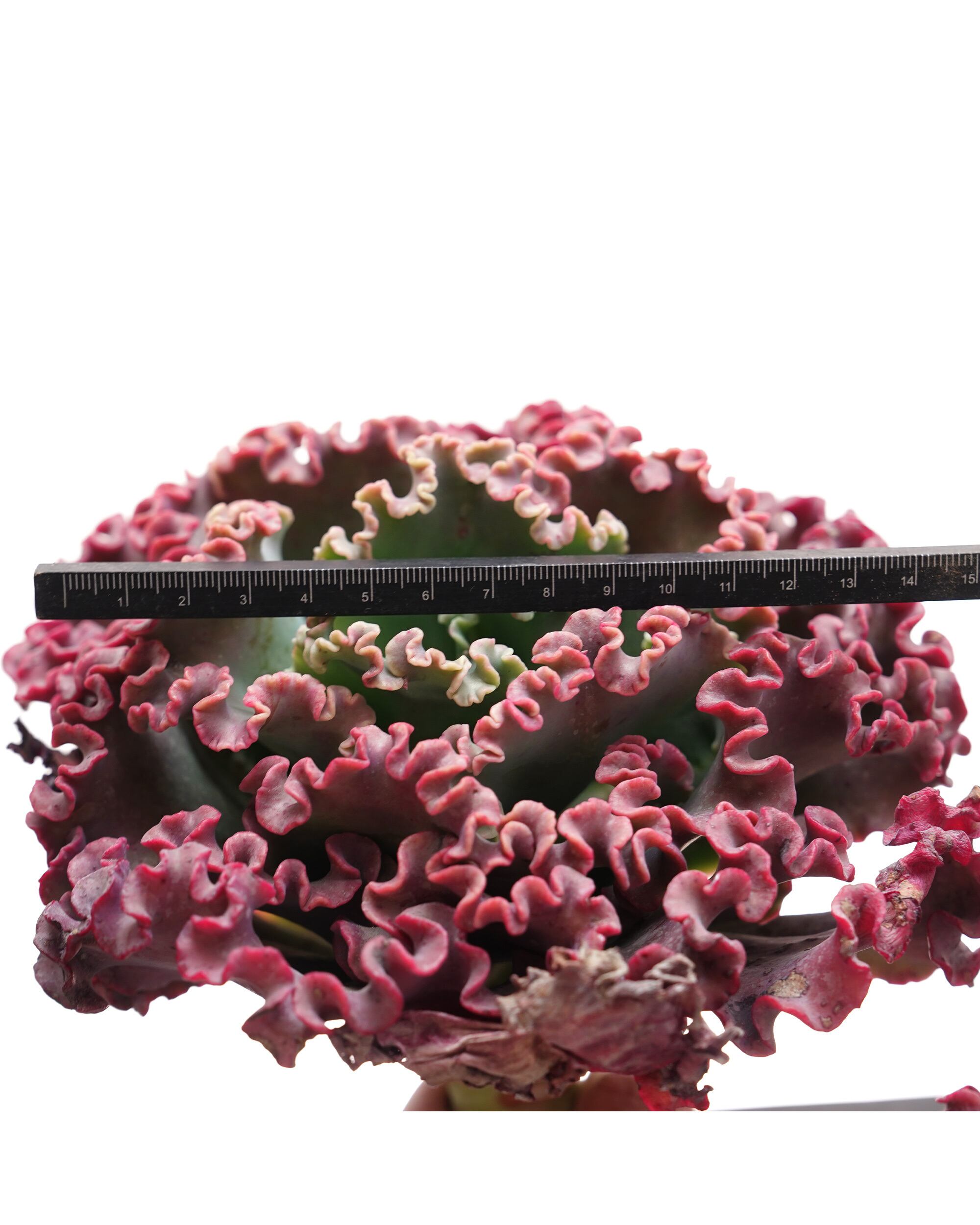 カット苗 メリディアン XL 18cm大株 Echeveria 'Meridian' | PUKUBOOK