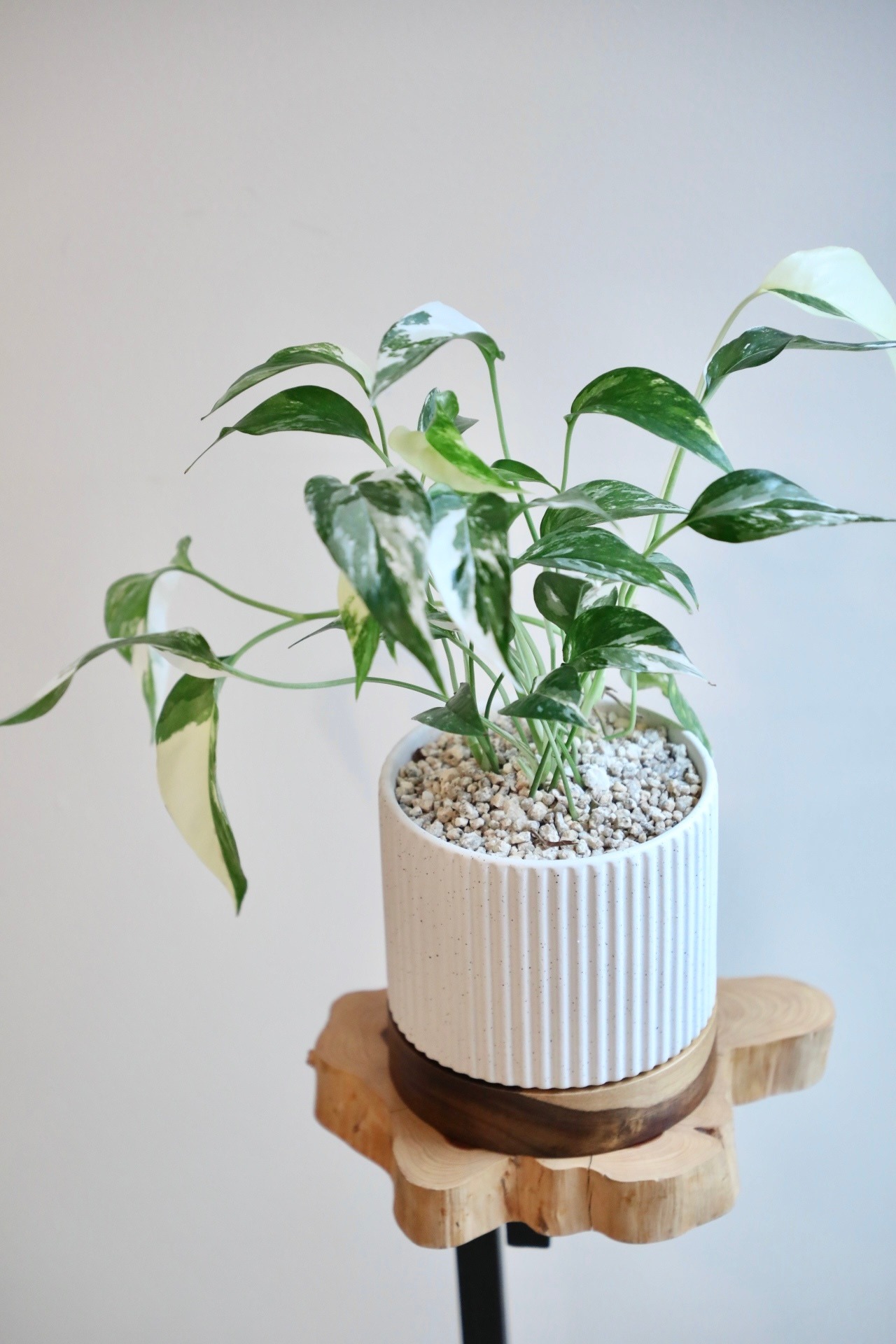 【S】エピプレナム ピナツム バリエガータ/Epipremnum pinnatum variegata　※陶器鉢付き