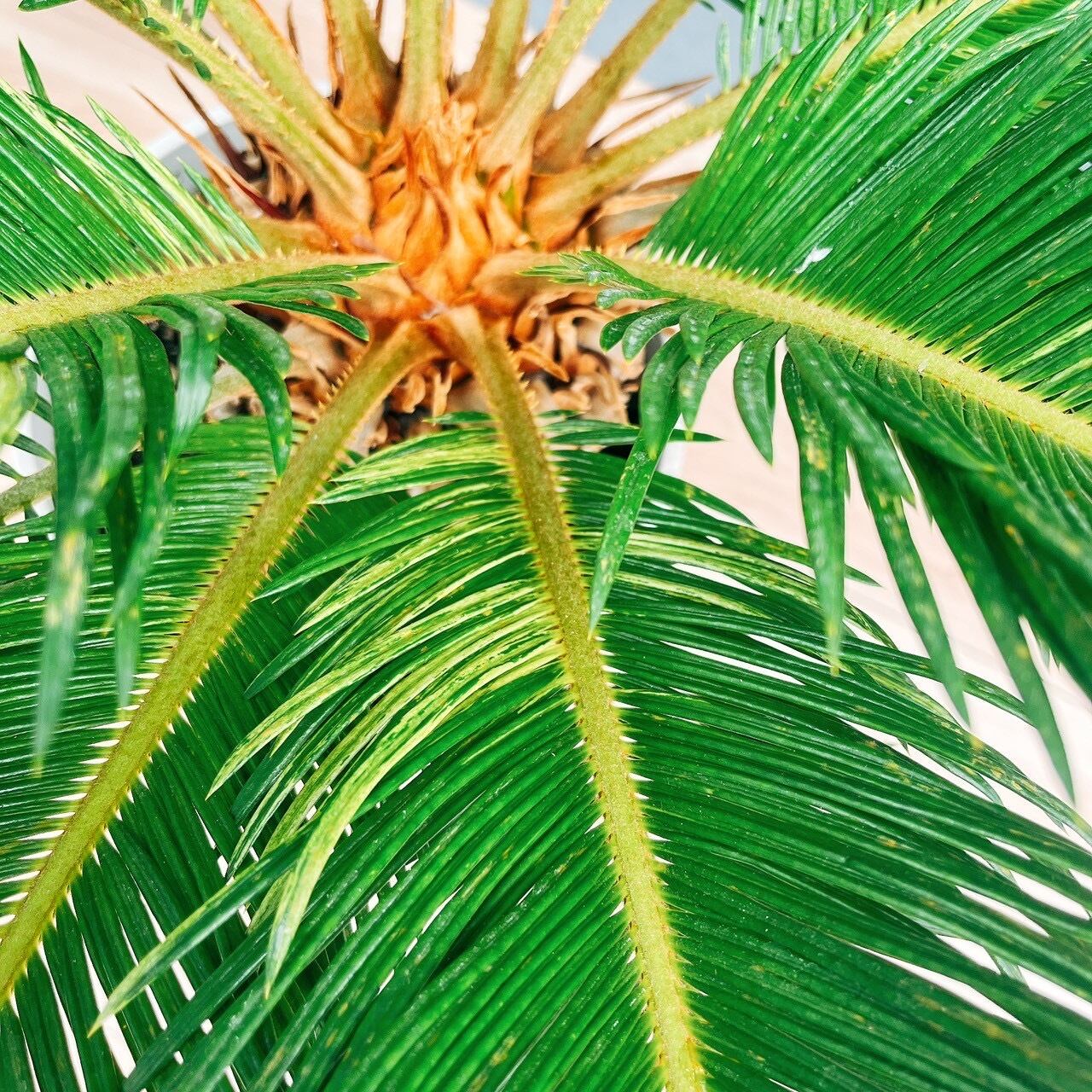 現品］【希少】キンカン ソテツ 斑入り 10号 金環 蘇轍 観葉植物 レア