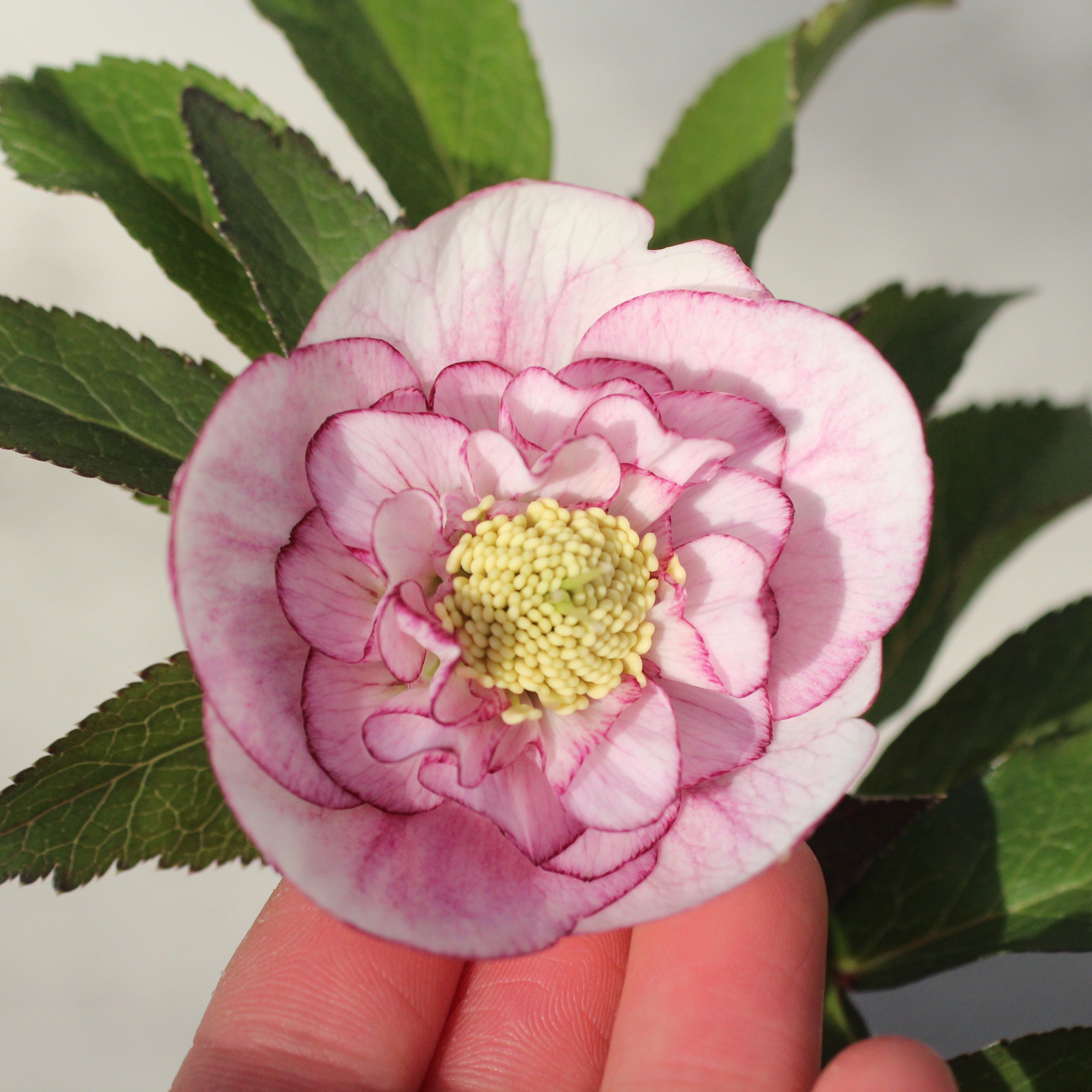 WS26-079 クリスマスローズ ウィンターシンフォニー ライトクレオン