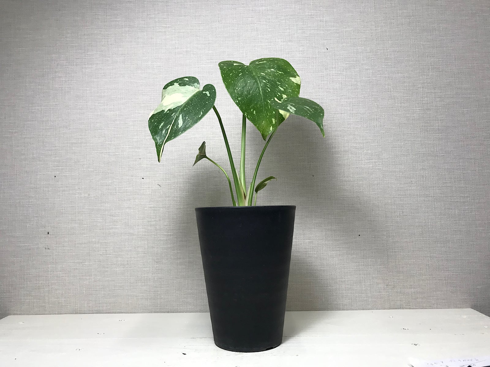 モンステラ タイコンステレーション