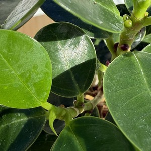 パンダガジュマル