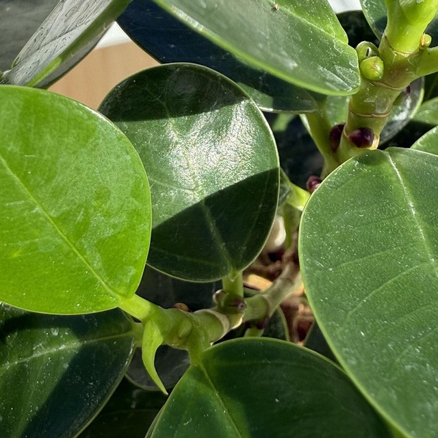 パンダガジュマル