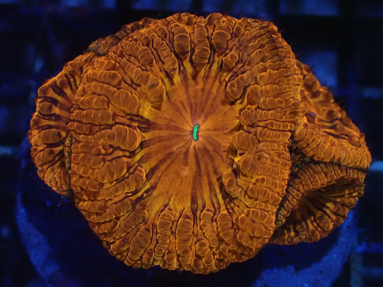 Blastomussa PrmeiumGrafted