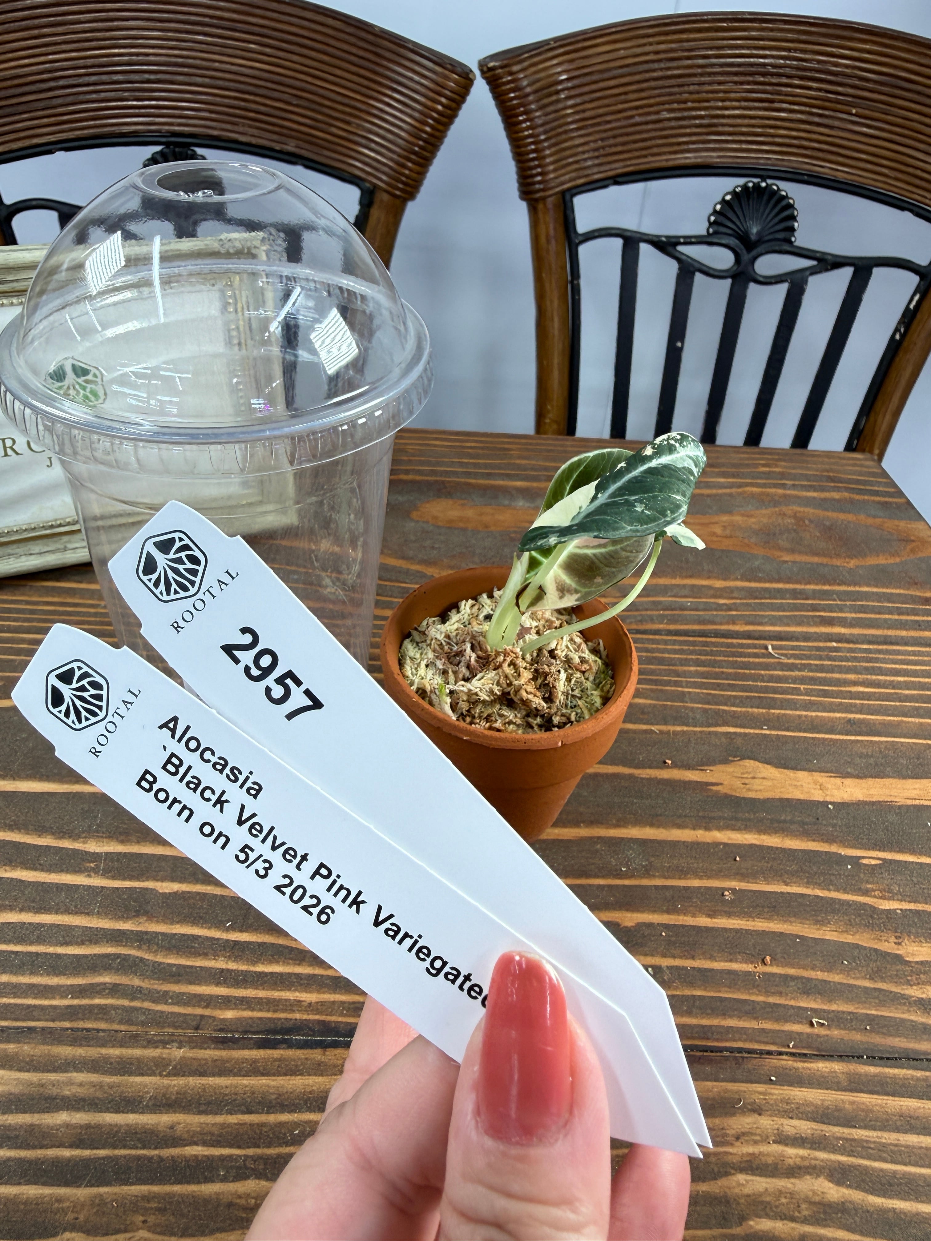 ROOTALPLANTS